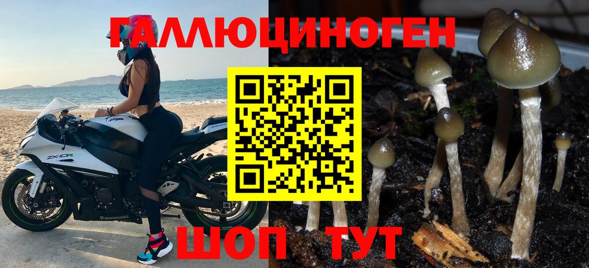 Псилоцибиновые грибы Psilocybe Тавда