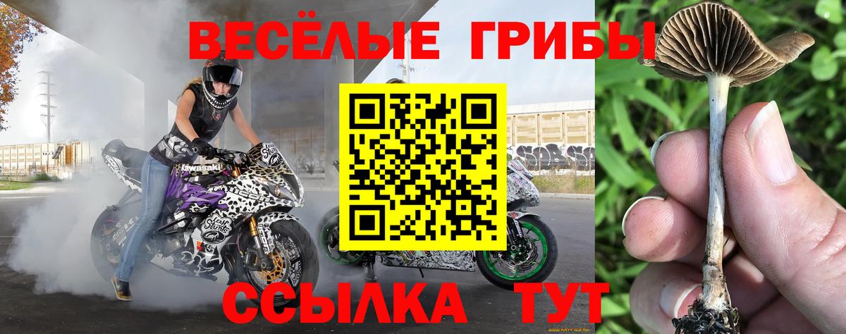 Галлюциногенные грибы Cubensis  наркота  Галлюциногенные грибы MAGIC MUSHROOMS  Тавда  Вход с VPN 